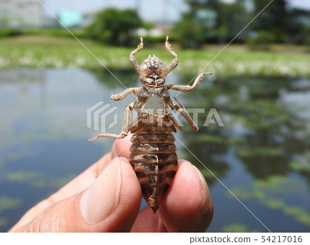 Uchiwa yanma出現後的Yago的殼（照片顯示手持的大小） 54217016