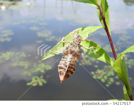 Uchiwa yanma出現後，Yago的殼 54217017