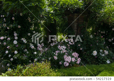 Tsurubara pink in full bloom Tsurubara pink in full bloom 54217319