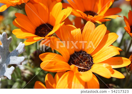 Gerbera 54217323