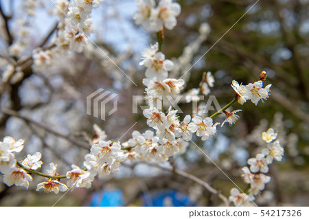 花 54217326