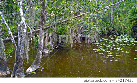 View of the bush in wetlands and water under blue 54217433