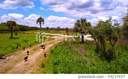 View of the steppe and wetlands are vultures among 54217437