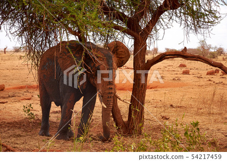 View of an elephant to a tree and landscape in the 54217459