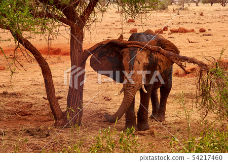 View of an elephant to a tree and landscape in the View of an elephant to a tree and landscape in the 54217460