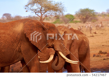 View of two elephants and blurred zebras in the 54217467
