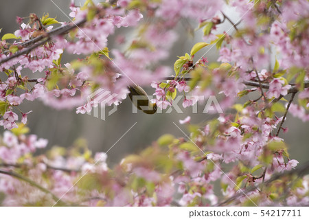 Sakura and mezzo 54217711