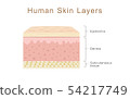 Human Skin Layers 54217749