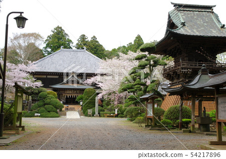 櫻花盛開的日本寺(千葉縣多古町) 櫻花盛開的日本寺(千葉縣多古町) 54217896