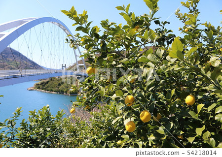 Setonai lemon 54218014