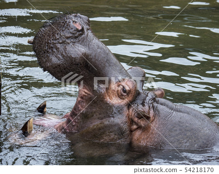 Higashiyama Zoo / Hippo 54218170