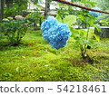 Heart-shaped hydrangea 54218461