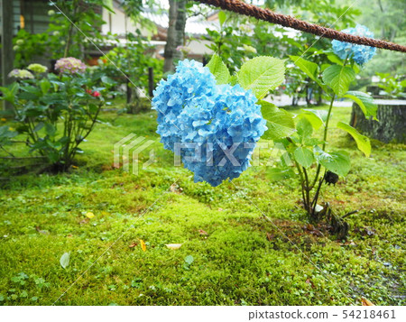 Heart-shaped hydrangea 54218461