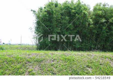 A group of female bamboo 54218549