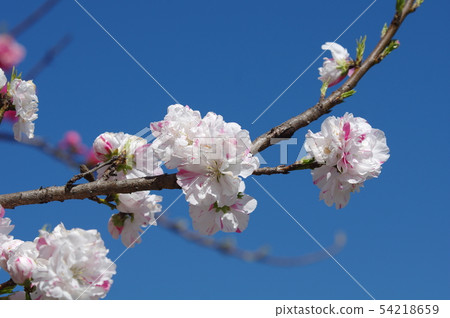  White flower 54218659