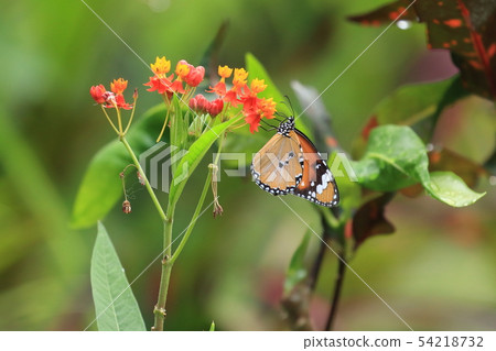 生物昆蟲在初夏的石垣島，石垣島。幼蟲喂草，乳草和蜜露 54218732