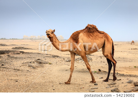 Wild camel in Oman 54219002