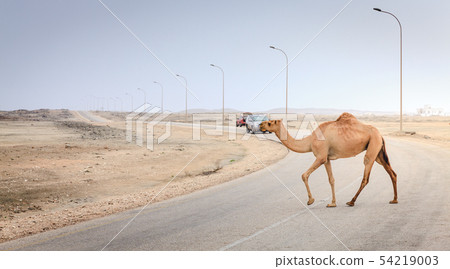 Camel on the road in Oman Camel on the road in Oman 54219003