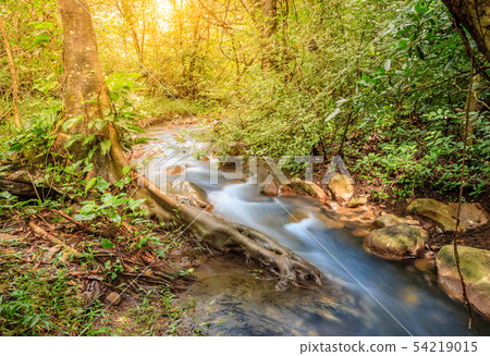 Forest creek in Rincon de la Vieja National Park Forest creek in Rincon de la Vieja National Park 54219015