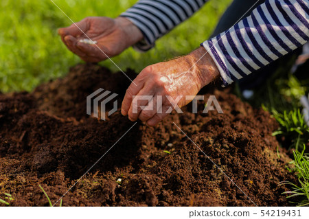 Close up of male hands enriching soil near just planted tree Close up of male hands enriching soil near just planted tree 54219431