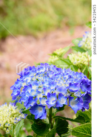 hydrangea hydrangea 54219455
