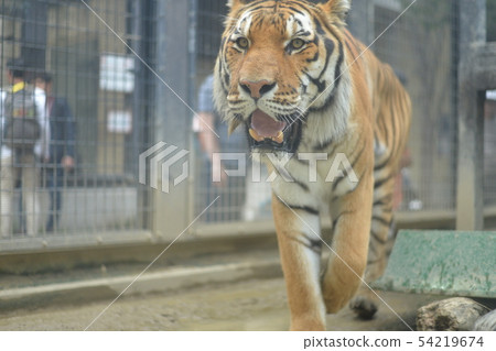 Tigerly Douga 3 54219674
