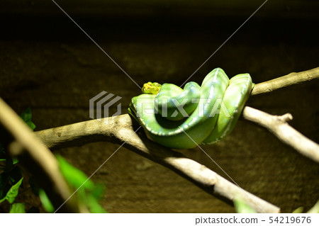 蛇尋找獵物 54219676