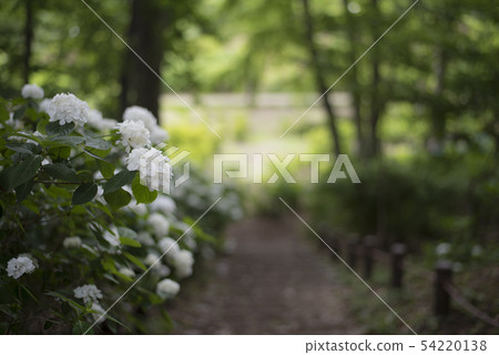 Hydrangea Ajisai Sagamihara Kita Park Stock Photo