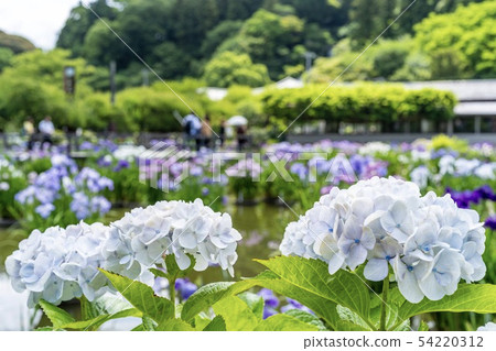 太宰府天滿宮百合池 太宰府天滿宮百合池 54220312