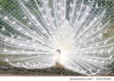 求愛白孔雀（印度孔雀白色品種） 54220560