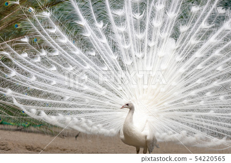 求愛白孔雀（印度孔雀白色品種） 54220565