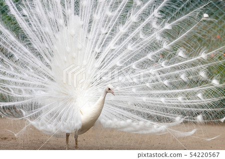 求愛白孔雀（印度孔雀白色品種） 54220567