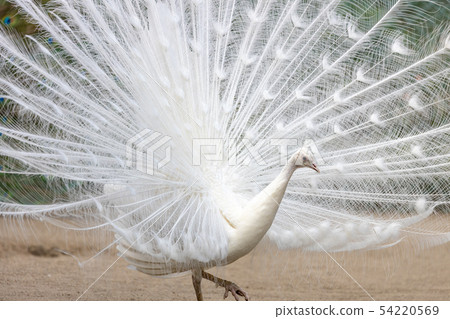 Courtship of white peacock (Indian peacock white variety) 54220569