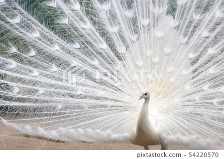 求愛白孔雀（印度孔雀白色品種） 54220570