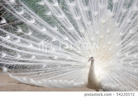 求愛白孔雀（印度孔雀白色品種） 54220572