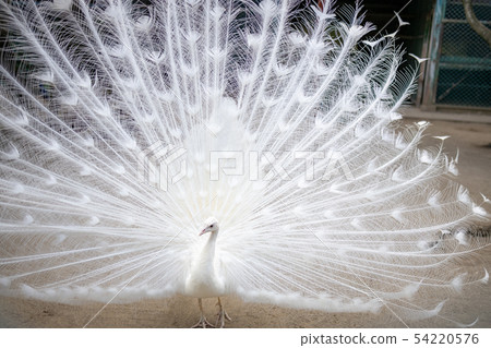 Courtship of white peacock (Indian peacock white variety) Courtship of white peacock (Indian peacock white variety) 54220576