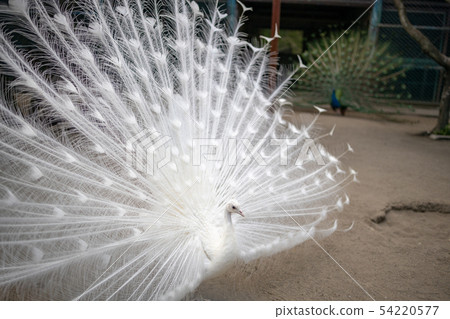 Courtship of white peacock (Indian peacock white variety) Courtship of white peacock (Indian peacock white variety) 54220577