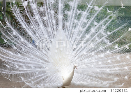 Courtship Of White Peacock Indian Peacock Stock Photo