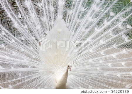 求愛白孔雀（印度孔雀白色品種） 54220589