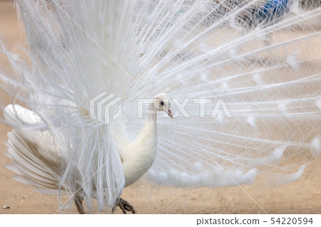 求愛白孔雀（印度孔雀白色品種） 54220594