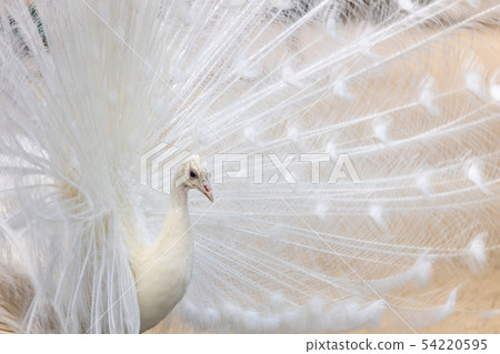 求愛白孔雀（印度孔雀白色品種） 54220595