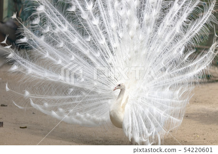 求愛白孔雀（印度孔雀白色品種） 54220601