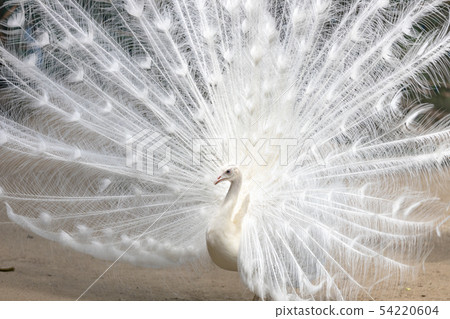 求愛白孔雀（印度孔雀白色品種） 54220604