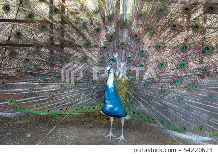 求愛白孔雀 印度孔雀白色品種 照片素材 圖片 圖庫