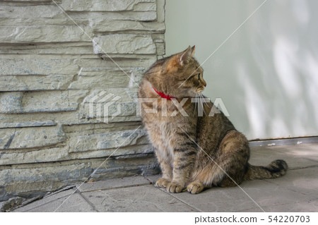 Domestic Cat Siberian poprody sitting the street Domestic Cat Siberian poprody sitting the street 54220703