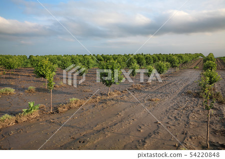 Orchard after flood Orchard after flood 54220848