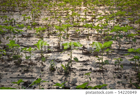 Sunflower plants in field after flood 54220849