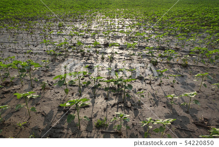 Sunflower plants in field after flood Sunflower plants in field after flood 54220850