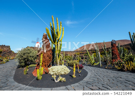 Windmill on blue sky background in cactus garden, 54221049