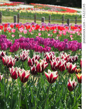 Tulip field in Nara Mami hill park 54221145